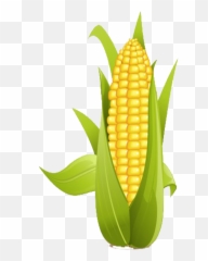 Flour Clipart Corn - On The Cob png