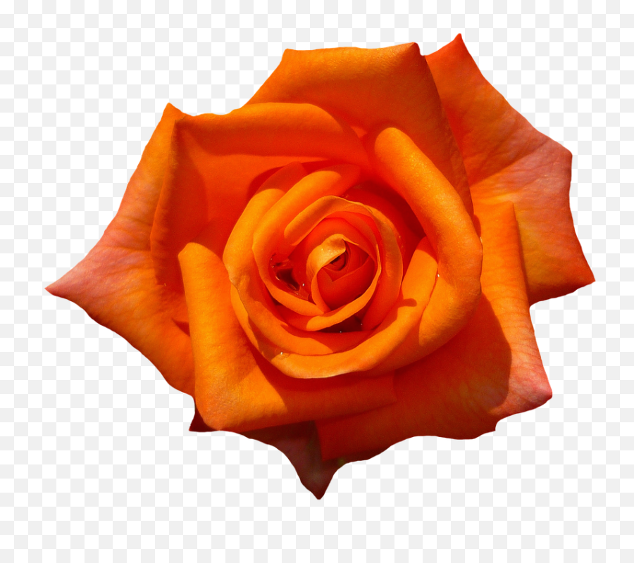 Download Rose - 1385970 960 720 Orange Rose Transparent Botanical Name Of Rose Png,Rose Transparent Background