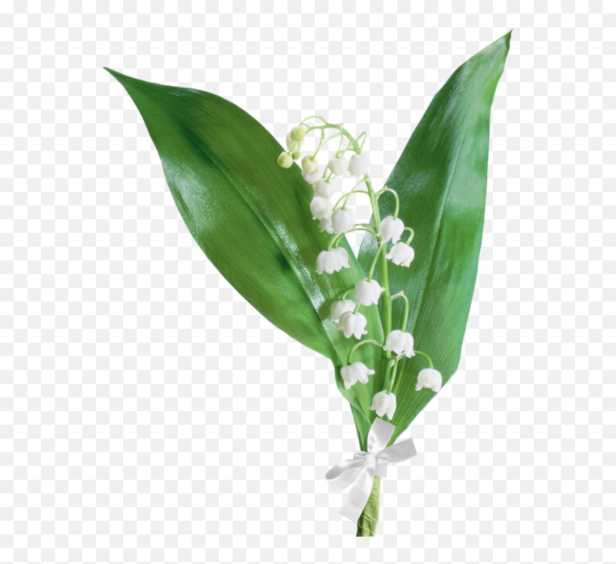 Muguets Lily Of The Valley Plant Leaves Plants - Brin De Muguet Png,Lily Of The Valley Png