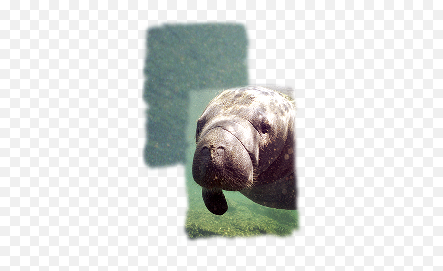 Download Hd Manatee - Zoology Transparent Png Image Manatee,Manatee Png