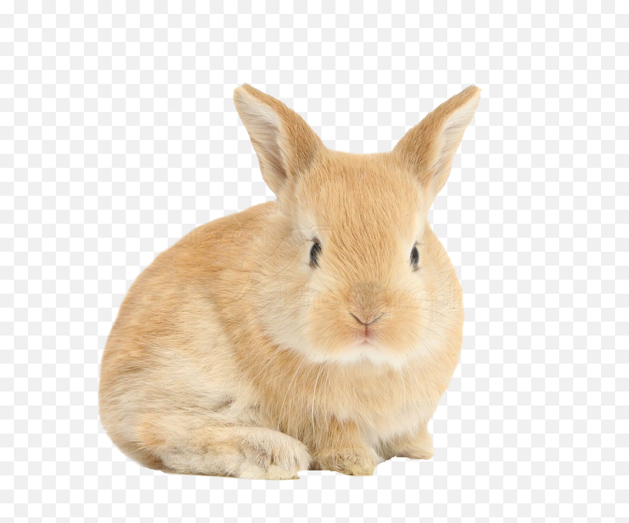 Download Hare Png Background - Baby Bunny Transparent Transparent Background Rabbit Transparent,Ear Transparent Background