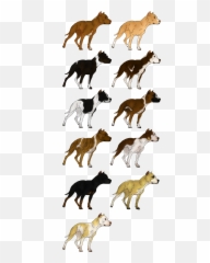 American Pit Bull Terrier - Pit Bull American Bullsog Png,Pitbull Png