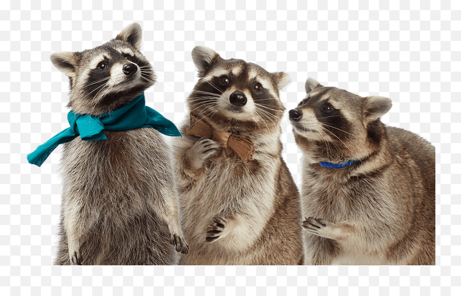 Emmet County - Procyon Png,Raccoon Transparent