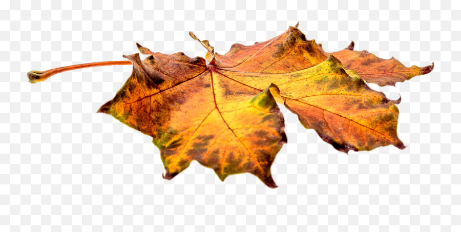 Autumn Leaves Leaf - Fall Leaves On Ground Png,Fall Transparent Background