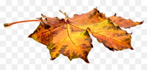 Autumn Leaves Leaf - Fall On Ground Png