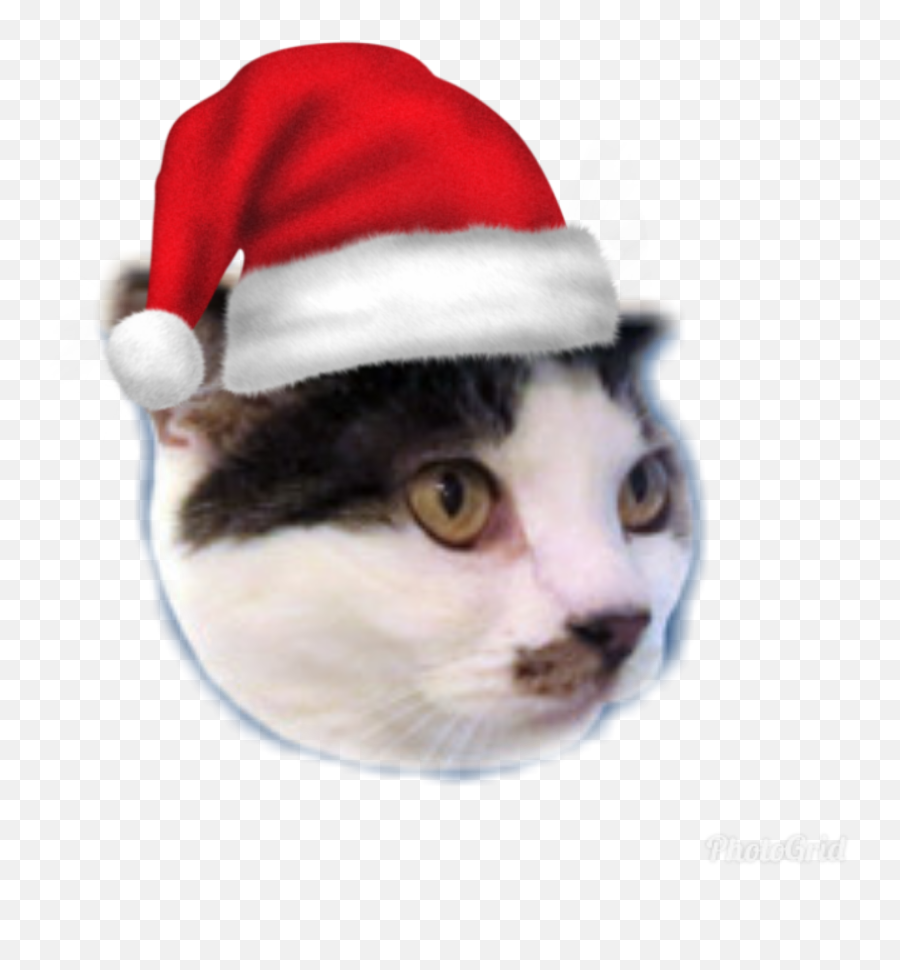 Santa Jojo - Album On Imgur Domestic Cat Png,Jojo Hat Png