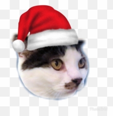 Santa Jojo - Album On Imgur Domestic Cat Png,Jojo Hat Png