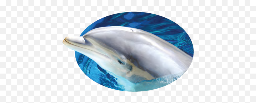 Cropped - Siteiconpng Dolphin Industries Dolphin,Dolphins Png