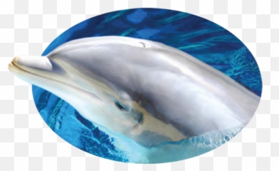 Cropped - Siteiconpng Dolphin Industries Dolphin,Dolphins Png