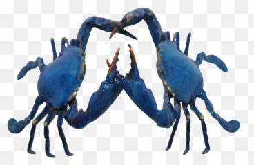 Enamel U0026 Gold - Size Alpha Male Blue Crab Confrontation Sculpture By J Townsend Chesapeake Blue Crab Png,Blue Crab Png