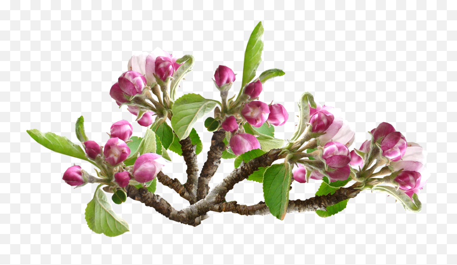 Apple Blossom Flower Tree Orchard - Apple Blossom Png,Spring Png