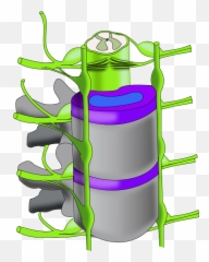 Ch13 Vertebral Column - Cylinder png