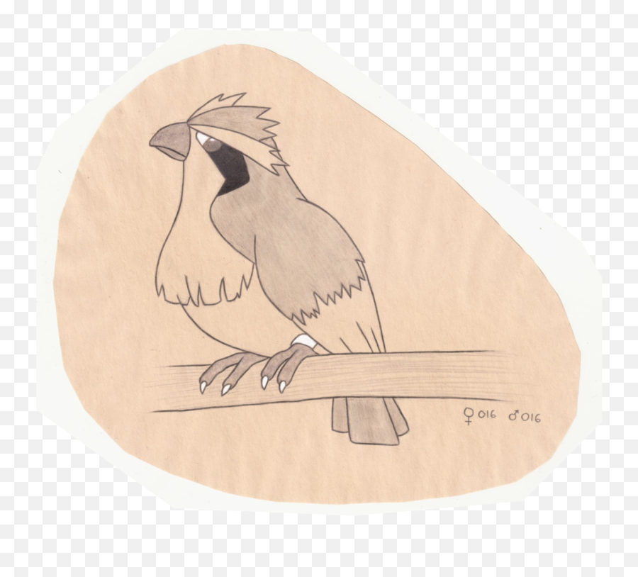 The Pokemon Ornithologist Pidgey - Illustration Png,Pidgey Png