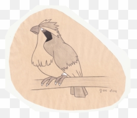 The Pokemon Ornithologist Pidgey - Illustration Png,Pidgey Png
