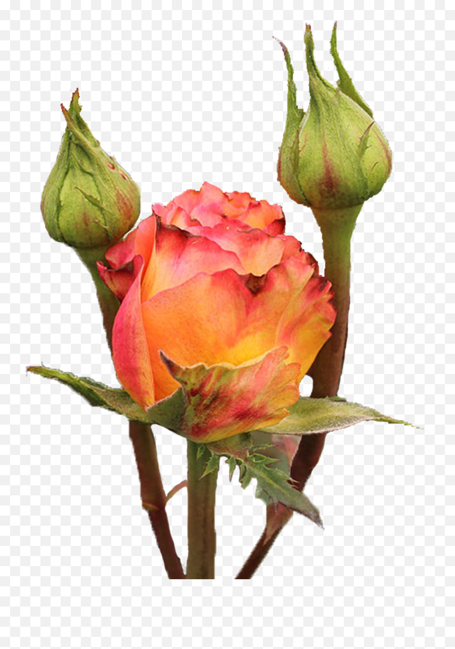Victorian Free Spirit - Ecuamia Flowers Victorian Spirit Rose Png,Victorian Png