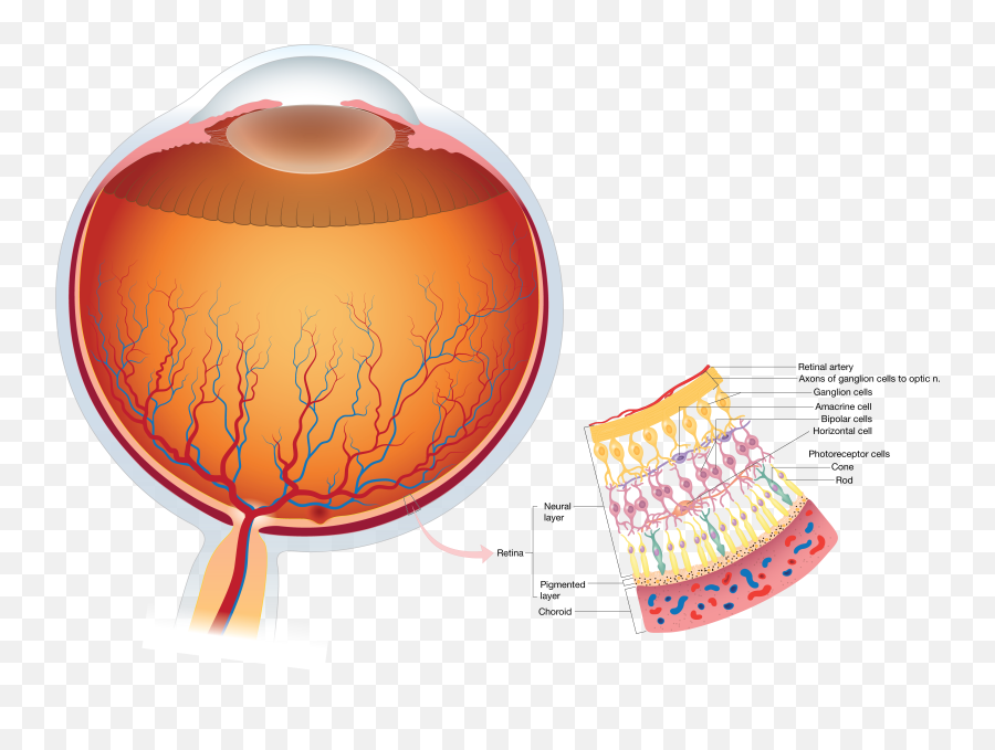 Vision Insights U2013 Eye Anatomy - Light Incident On Retina Png,Eyeball Transparent Background
