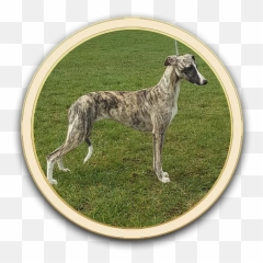 Current Show Team Nevedith - Rampur Greyhound Png,Peep Png