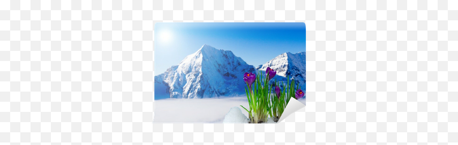 Spring Crocus Flowers And Snowy Mountains Wall Mural U2022 Pixers - We Live To Change Tapeta Zima W Górach Png,Snowy Mountain Png