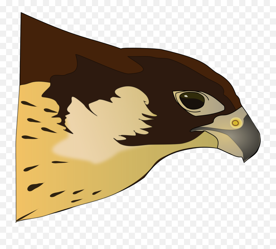 Hawk Bird Of Prey - Free Vector Graphic On Pixabay Png Clipart Hawk,Prey Png