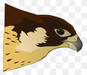 Hawk Bird Of Prey - Free Vector Graphic On Pixabay Png Clipart Hawk,Prey Png