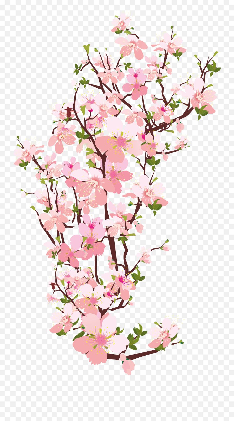 Sakura Png