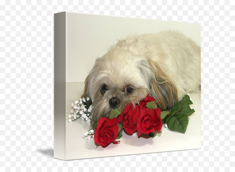 Are We Done Yet Shih Tzu Dog Photograph By Jacqueline Jamison - Cavachon Png,Shih Tzu Png