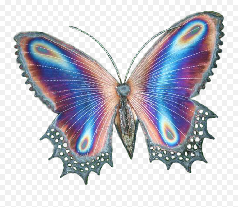 Transparent Butterfly Butterflies - Real Golden Cocoon Butterfly Png,Butterfly Transparent