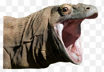 Komodo Dragons Book - Komodo Dragon Png,Komodo Dragon Png