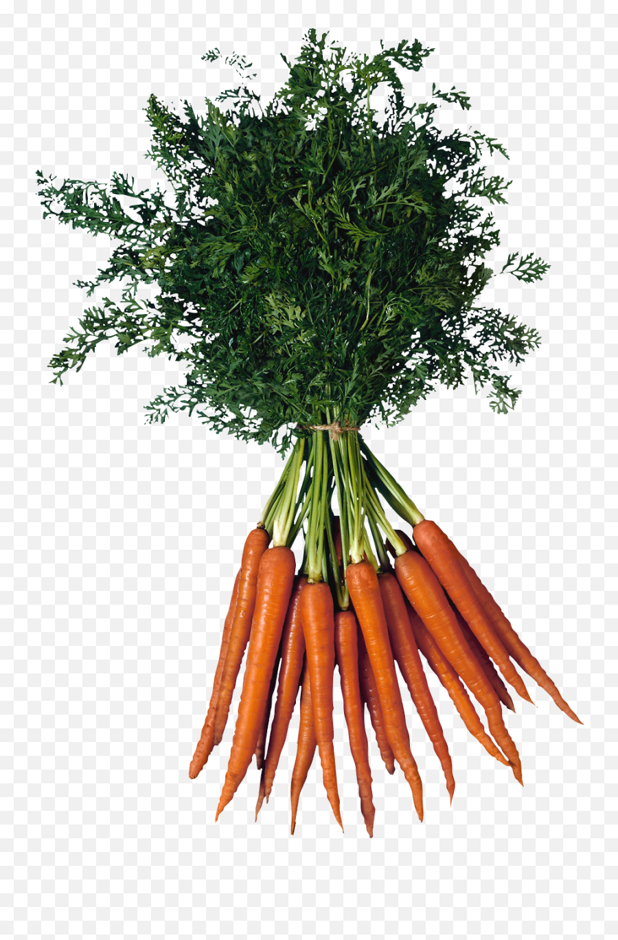 Carrot Transparent Png Image - Bunch Of Carrots Transparent,Carrot Transparent Background