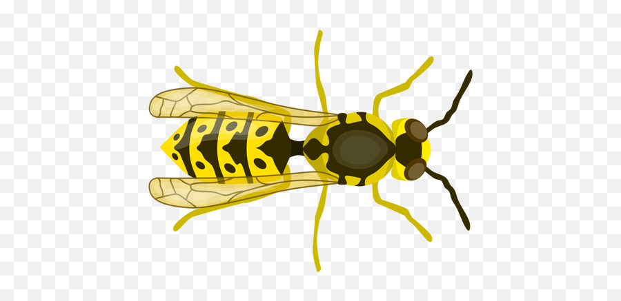 Transparent Png Svg Vector File - Insects,Wasp Png