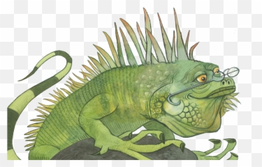 Veoleo - Iguana Png,Iguana Png