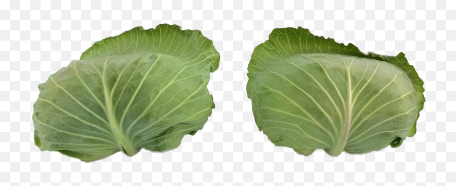 Products U2013 Yee Farms - Collard Greens Png,Cabbage Png
