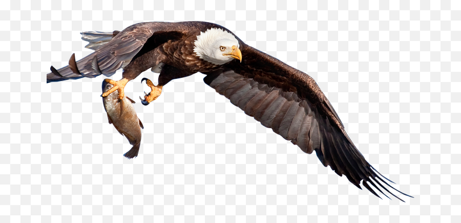 Download Back Top - Eagle With Fish Png,Fish Png