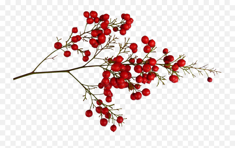 Berries And Fruits - Red Berries Png,Berries Png