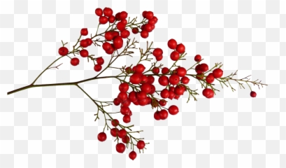 Berries And Fruits - Red Berries Png,Berries Png