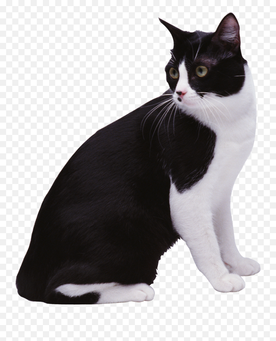 Download Hd Black U0026 White Cat Png Image Transparent