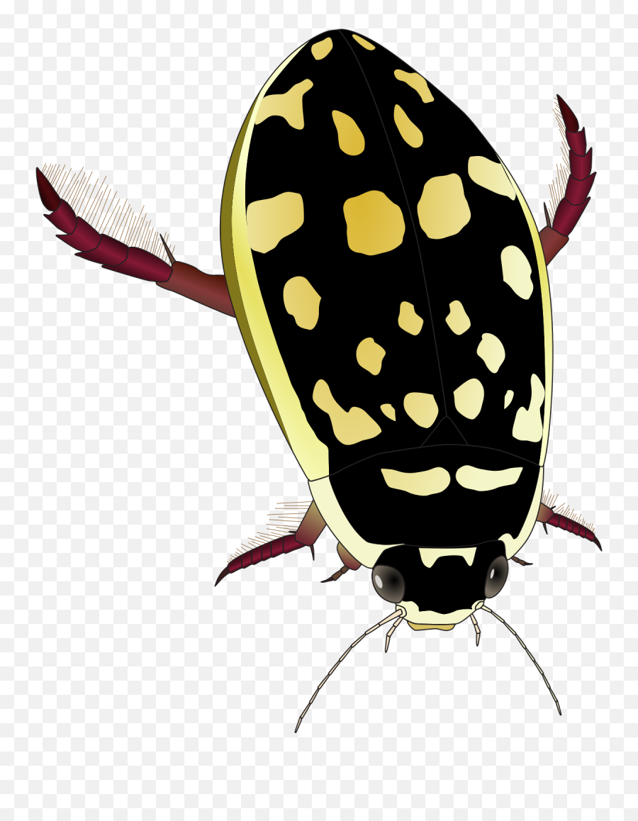Thermonectus Marmoratus - Wikipedia Yellow And Black Water Beetle Png,Beetle Png