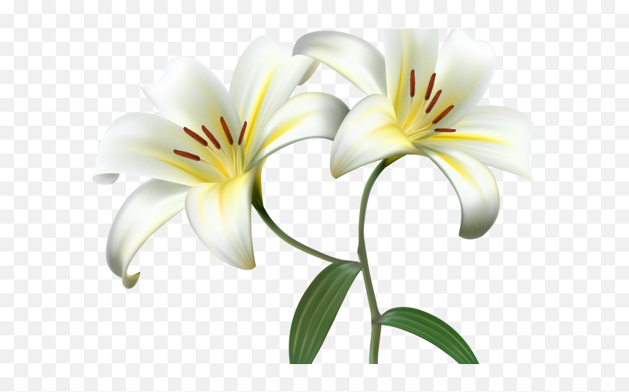 Lily Clipart Transparent Background - White Lily Flower Png,Lily Transparent Background
