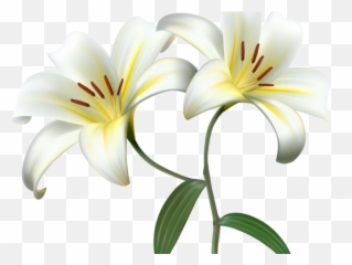 Lily Clipart Transparent Background - White Flower Png