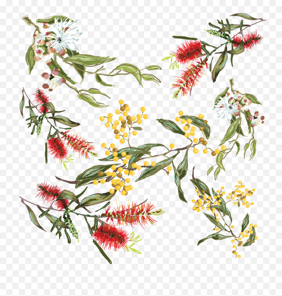 Australian Drawing Waratah Picture 950731 - Drawing Native Australian Flowers Png,Wild Flowers Png