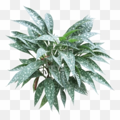 Lungwort Shrub - Immediate Entourage Hosta Png