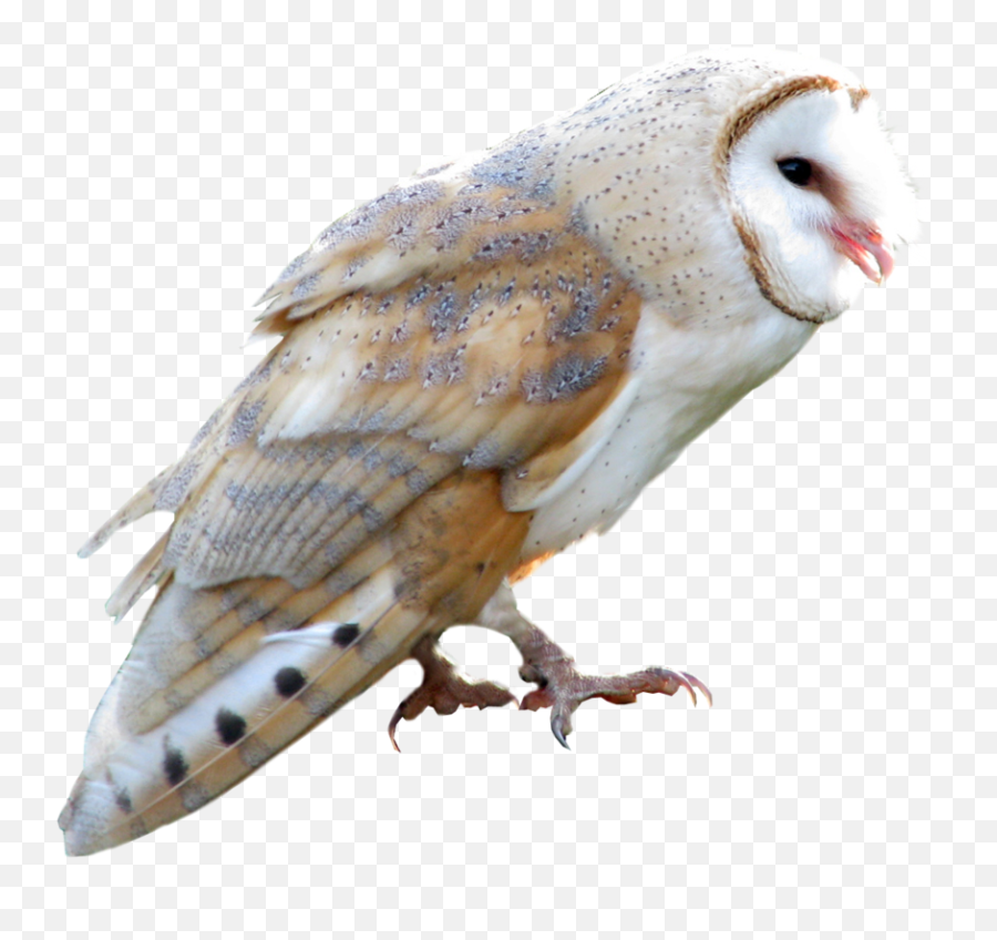 Background V29 Png P - 3568537406 Hunting Of Ants Png Transparent Barn Owl Png,Ants Png