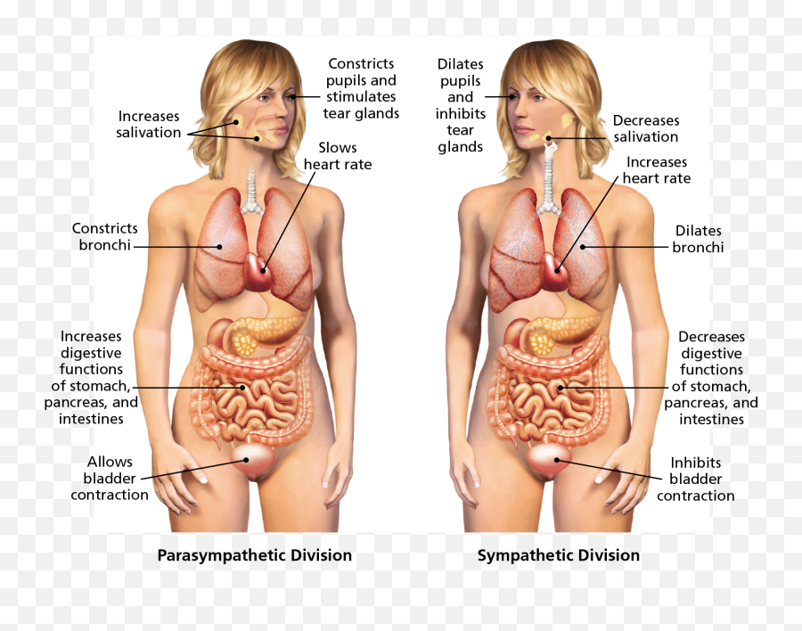 Download Two Drawings Show The External And Internal Organs - Functions Of The Parasympathetic And Sympathetic Divisions Png,Nervous System Png