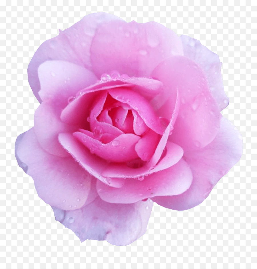 Pink Rose Flower No Background Free - Pink Flower Transparent Png,Rose Flower Png