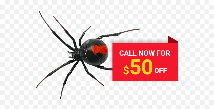 Spider Control U0026 Treatment In Brisbane Swat Pest - Black Widow Spider Transparent Png,Transparent Spiders