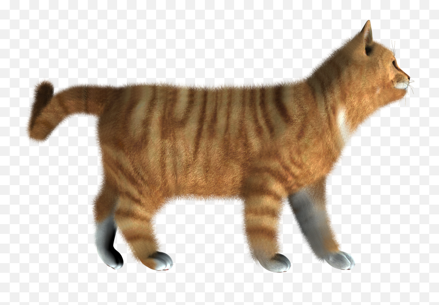 Download Kitten Png Pic - Cat Hd Images Png Full Size Png Cat Side View Transparent,Kitten Png
