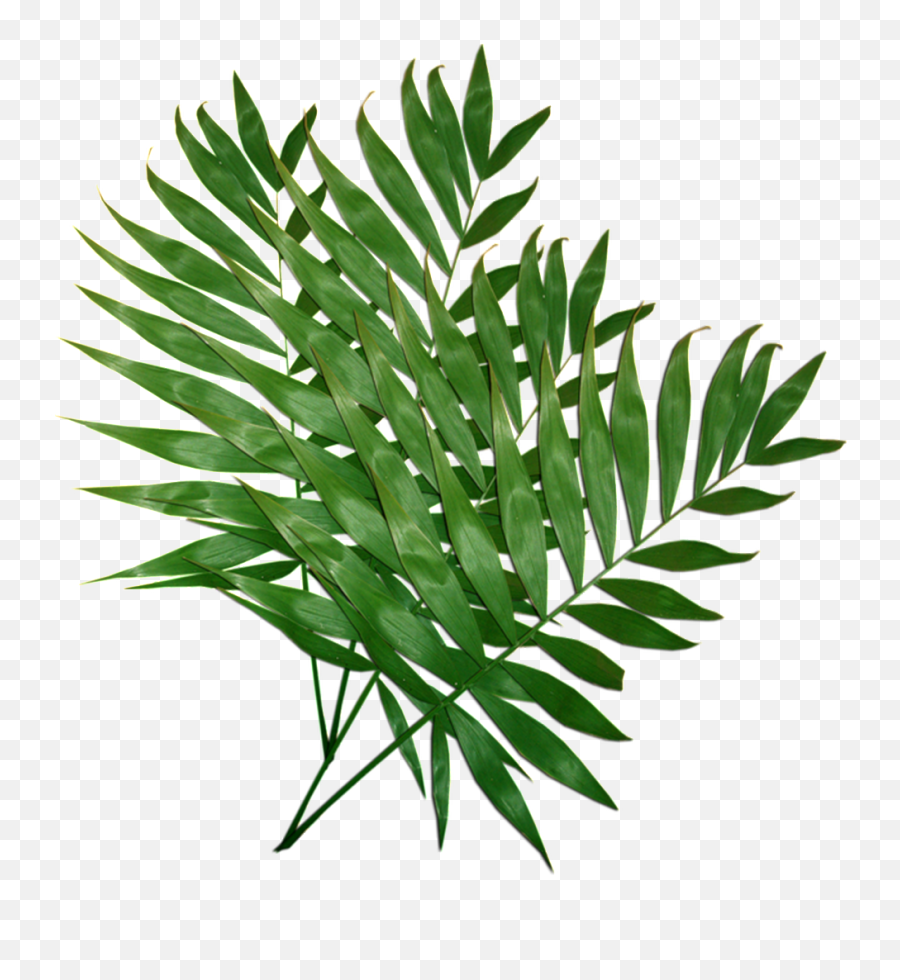 Download Hd Leafy Leaves Transparent Plant Vector - Mens Folha Costela De Adao Png,Plant Vector Png