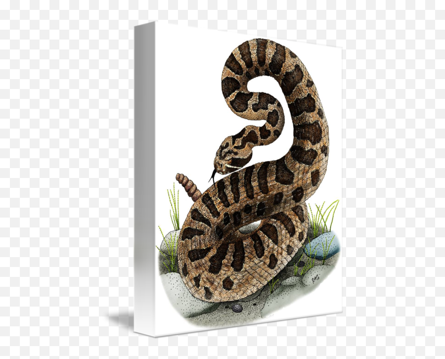 Eastern Massasauga Rattlesnake By Roger Hall - Snake Png Drawing Cartoon,Rattlesnake Png