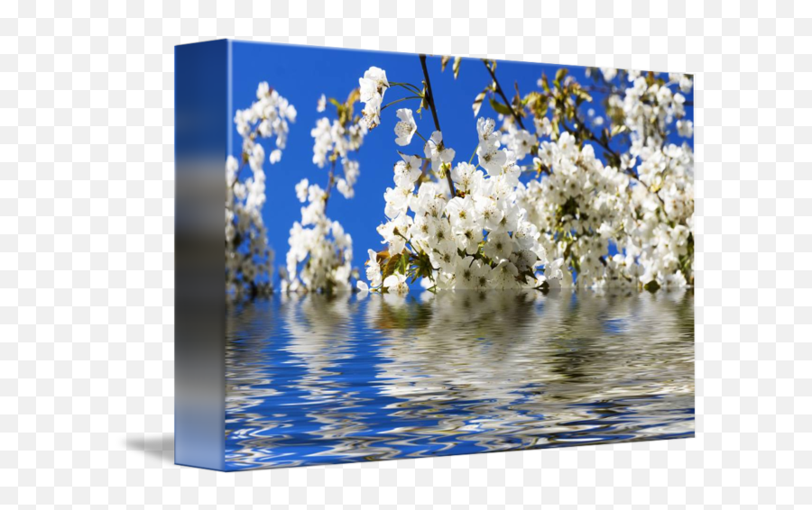 Cherry Blossoms Over Blue Sky Background By Frank Grässel - Twig Png,Sky Background Png