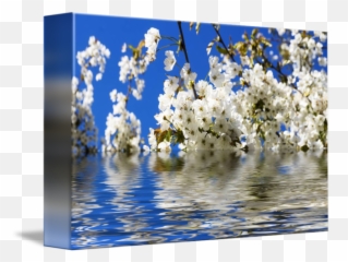 Cherry Blossoms Over Blue Sky Background By Frank Grässel - Twig png
